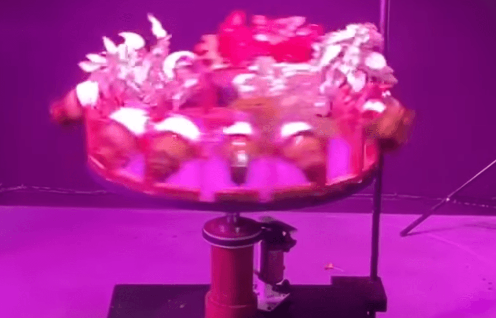 Draaiende basilicum / Spinning basil