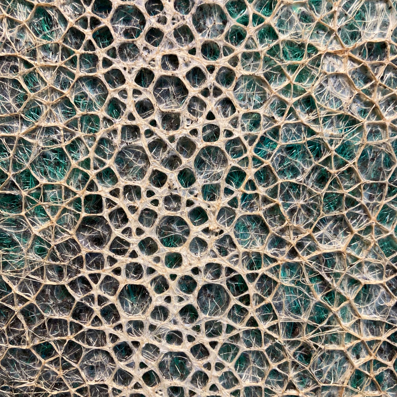 Wortelkunst / Root art